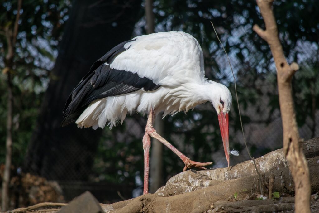シュバシコウの画像
